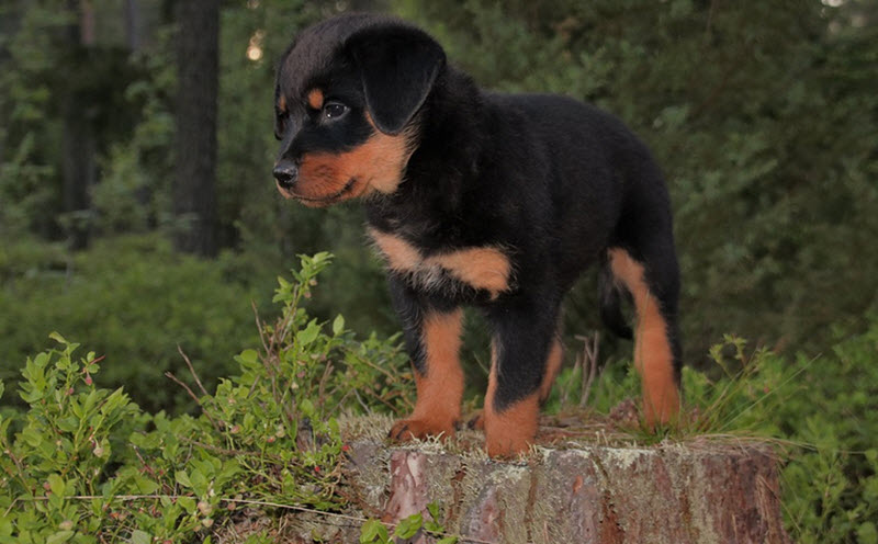 puppy rotweiler